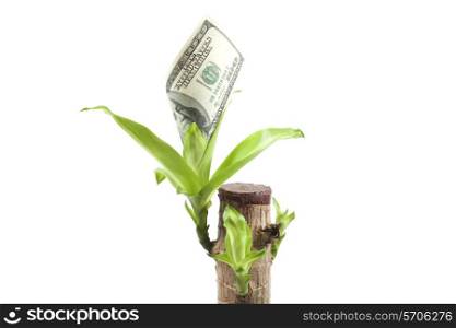 currency plant with growing dollars isolated on black background