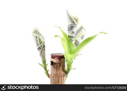 currency plant with growing dollars isolated on black background close up