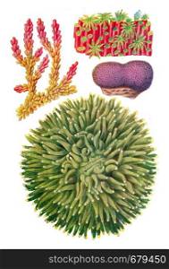 Current types of Australian corals, vintage engraved illustration. From the Universe and Humanity, 1910.
