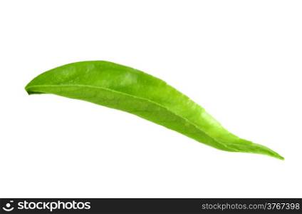 Curve a green leaf of citrus-tree. Isolated on white background. Close-up. Studio photography.