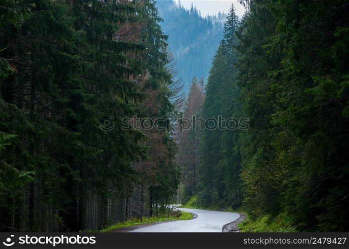 Curve road in a mountain forest