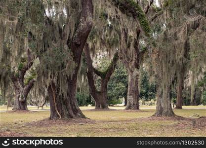 Curved Giant Live Oak Tree with Spanish Moss, Jekyll Island, Georgia