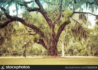 Curved Giant Live Oak Tree with Spanish Moss, Jekyll Island, Georgia