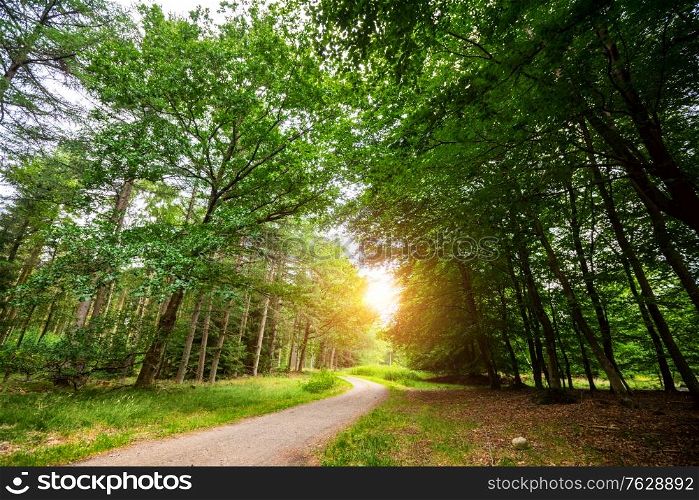 Curved road in a green forest in the springtime with bright sunlight at the end of the road