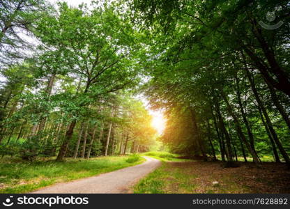 Curved road in a green forest in the springtime with bright sunlight at the end of the road