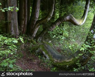 Curved tree trunks