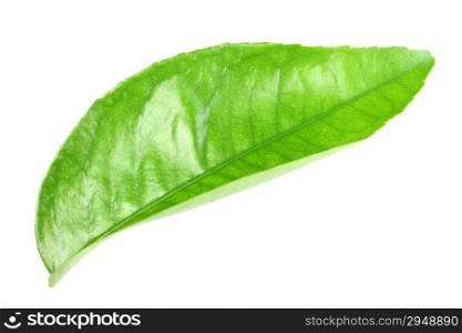 Curving a green leaf of citrus-tree. Isolated on white background. Close-up. Studio photography.