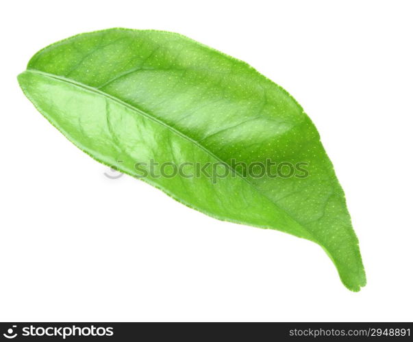 Curving a green leaf of citrus-tree. Isolated on white background. Close-up. Studio photography.