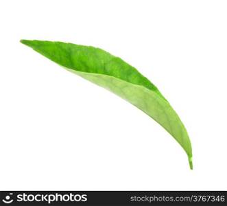 Curving a green leaf of citrus-tree. Isolated on white background. Close-up. Studio photography.
