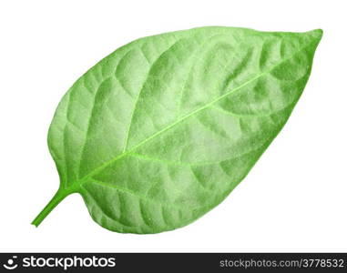 Curving a green leaf of pepper. Isolated on white background. Close-up. Studio photography.