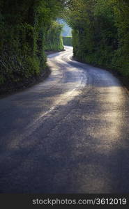 Curving Country Road Through Thick Forest