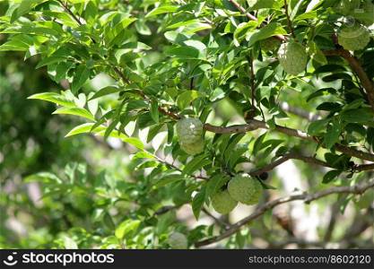 custard apple fruit on tree in organic farm
