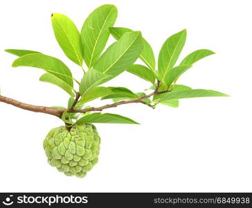 Custard Apple Isolated on White Background