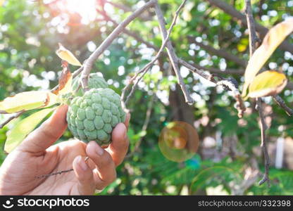 Custard apple with man hand. Thailand fruit. Agriculture