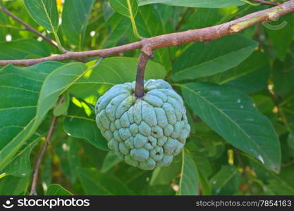 Custard apples or Sugar apples growing on a tree in garden, Thailand.