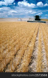 Custom harvest combines harvest wheat with clear blue sky in the background near Cheyenne, WY