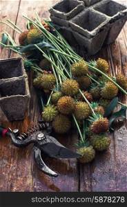 Cut autumn plants. sheaf of cut plants on the background of secateurs on wooden table