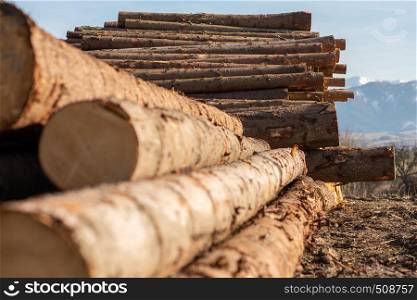 cut down tree trunks in nature devastation deforestation
