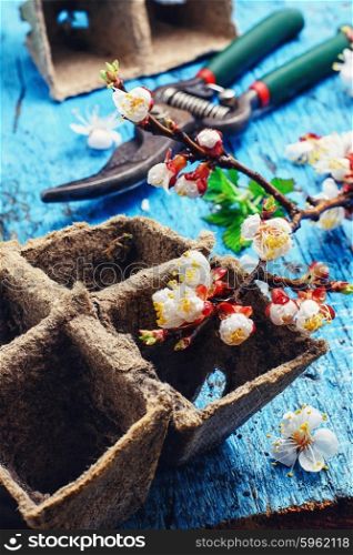 Cut flowering branch of cherry,peat pot and the shears