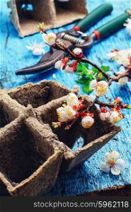 Cut flowering branch of cherry,peat pot and the shears