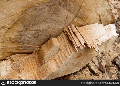 cut on a tree trunk, line cut on a log. line cut on a log, cut on a tree trunk