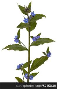 Cut-out Borage plant on a white background.