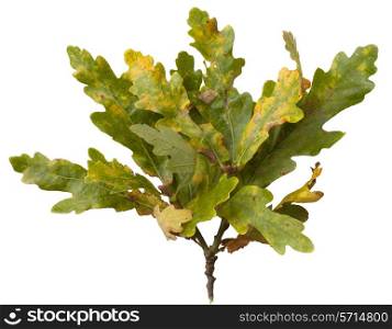 Cut-out oak leaves on white background.