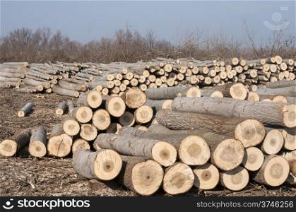 Cut poplar logs