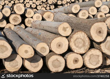 Cut poplar logs