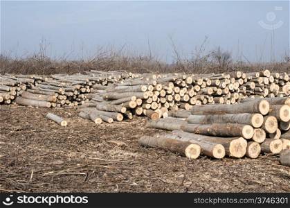 Cut poplar logs