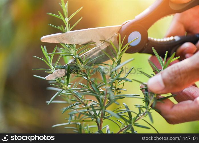 cut rosemary plant growing in the garden for extracts essential oil / Pruning fresh rosemary herbs nature green background , selective focus