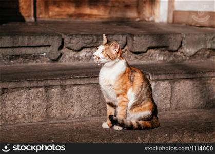Cut street cat fluffy fur sitting on street side under beutiful sunlight