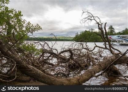 Cut tree branches on lake shore and hydroplane, Loch Lomond, Scotland