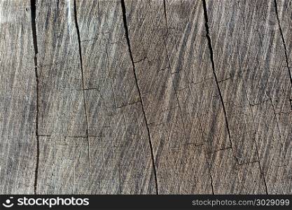 Cut tree stump surface as a background. Cut tree stump surface as a background texture