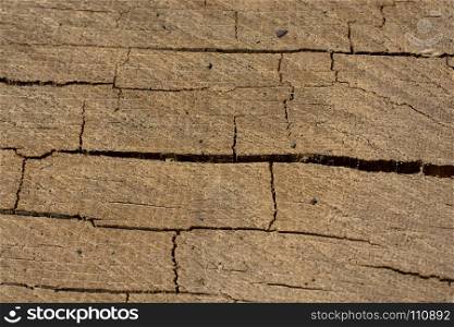 Cut tree stump surface as a background texture