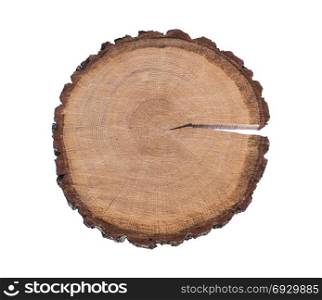 cut tree trunk isolated on white background, top view