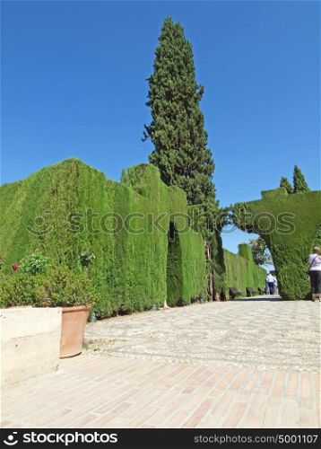 cut trees and bush in gardens of Alhambra, Granada, Spain