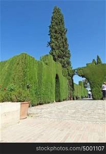 cut trees and bush in gardens of Alhambra, Granada, Spain