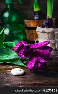 Cut tulips with dew on a background of spring plants. Bouquet of purple tulips