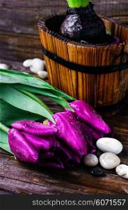 Cut tulips with dew on a background of spring plants. Bouquet of purple tulips