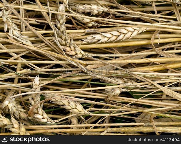 Cut wheat ear close up