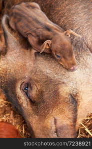 Cute a little piglet sleeping on the sow&rsquo;s head, a local farm in Champasak, South Laos. Top view, Close.