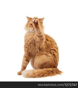 Cute adult fluffy red cat sitting and raised its front paws up, imitation of holding any object, animal isolated on a white background