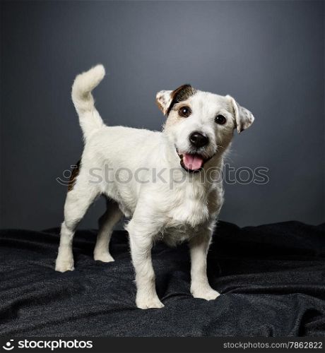 Cute adult Jack Russell terrier, five and half years old male - studio shot and gray background