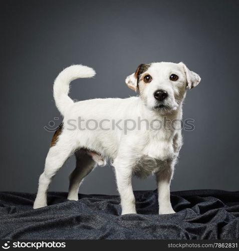 Cute adult Jack Russell terrier, five and half years old male - studio shot and gray background