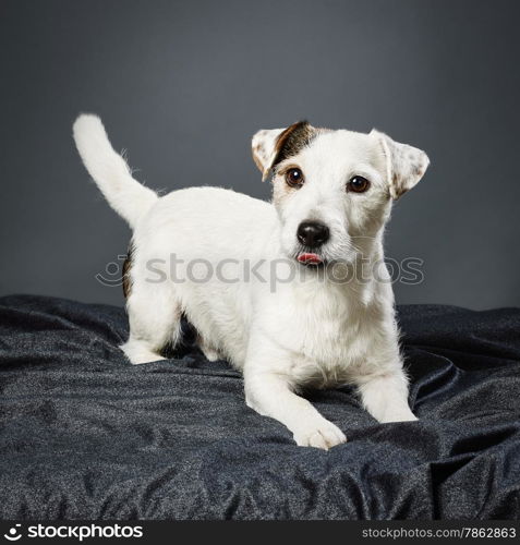 Cute adult Jack Russell terrier, five and half years old male - studio shot and gray background