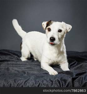 Cute adult Jack Russell terrier, five and half years old male - studio shot and gray background