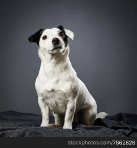 Cute adult Jack Russell terrier, four and half years old female - studio shot and gray background