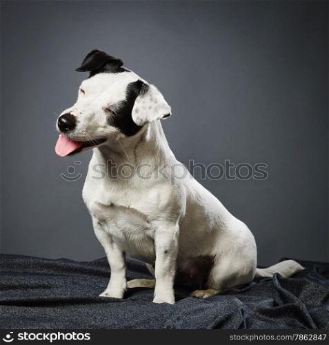 Cute adult Jack Russell terrier, four and half years old female - studio shot and gray background