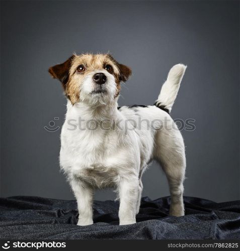 Cute adult Jack Russell terrier, four years old female - studio shot and gray background